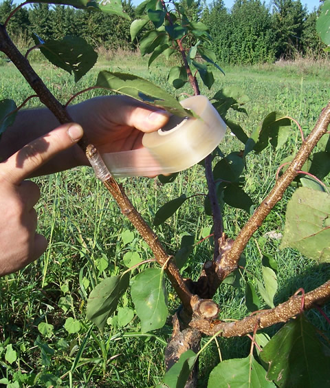 Лента для прививки MaxiFilm