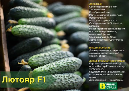 Семена огурца Лютояр